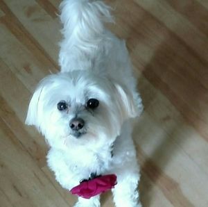 Meet your Posher, Diane